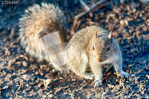 Image of squirrel posing for camera