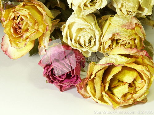 Image of 13-Old roses