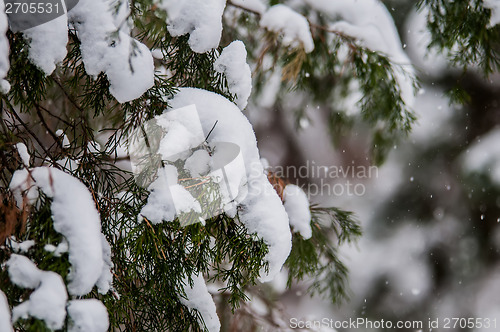 Image of snow covered evergreen plants