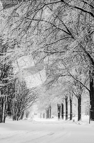 Image of snow covered road and trees after winter storm