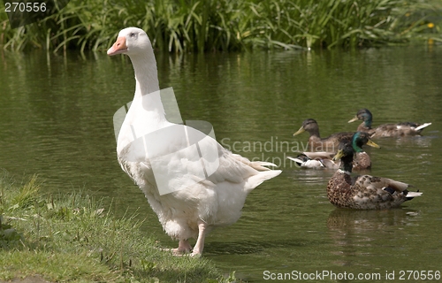 Image of White bird