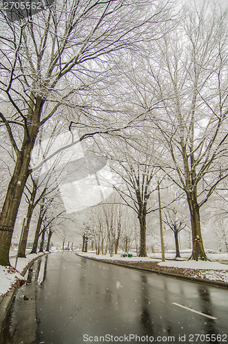 Image of snow covered road and trees after winter storm