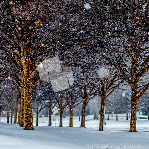 Image of snow covered sidewalk alley with trees in winter