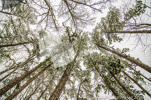 Image of looking up at snow covered tree tops