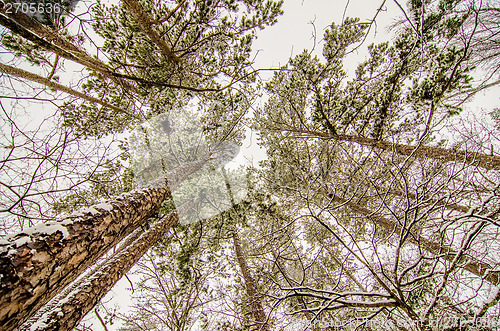 Image of looking up at snow covered tree tops