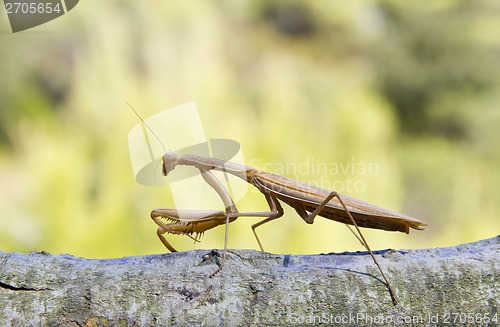 Image of Praying Mantis