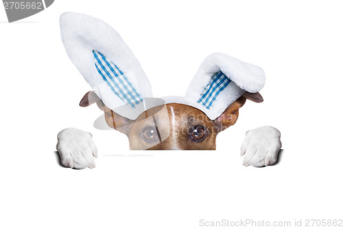 Image of dog easter bunny