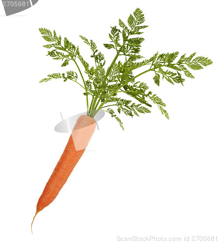 Image of Carrot With Leaves Isolated On White