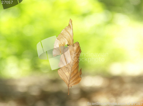 Image of 15- Suspended leaves