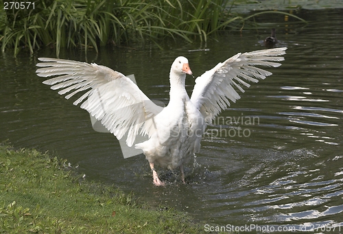 Image of White bird