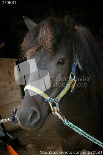 Image of Shetland pony in a old-age stable