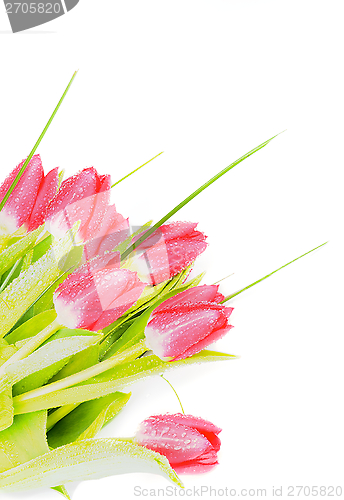 Image of Spring Tulips