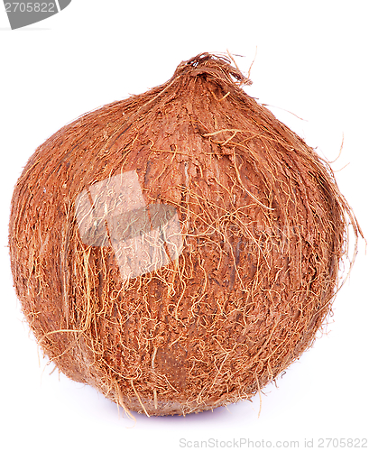 Image of Coconut