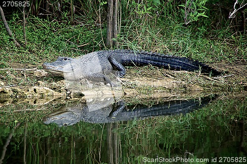 Image of Alert Alligator on riverbank