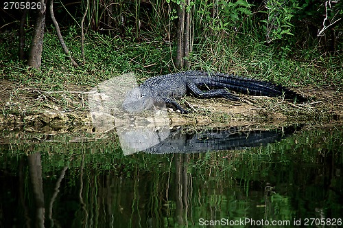 Image of Alligator about to enter river