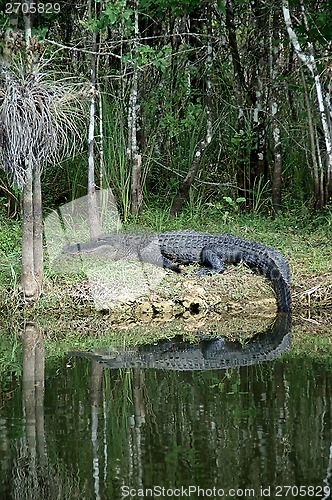 Image of large Alligator at rest on riverbank