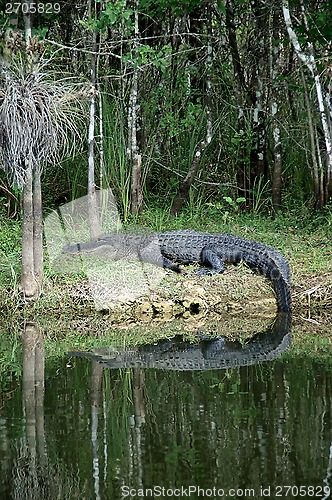 Image of large Alligator at rest on riverbank