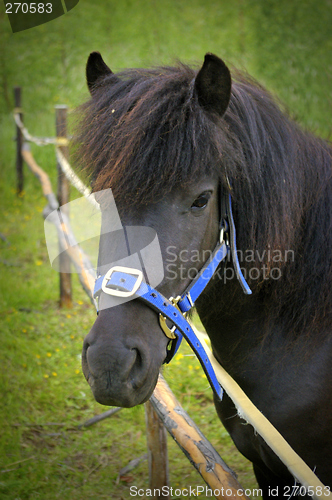 Image of Shetland pony in a pasture