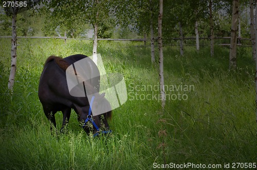 Image of Shetland pony pasturing