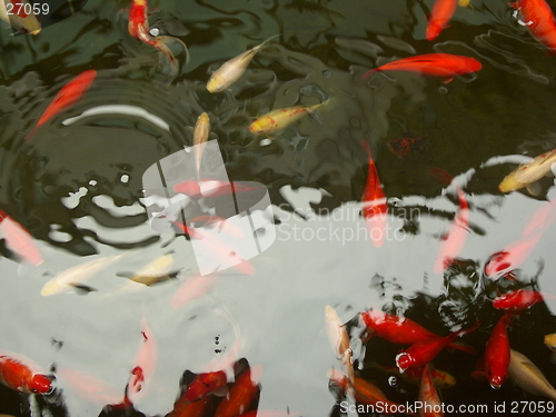 Image of 18- Red fishes