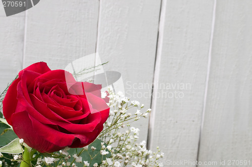 Image of Big Red Rose