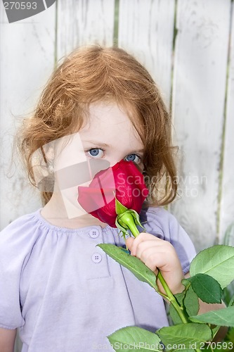 Image of Fragrant Rose