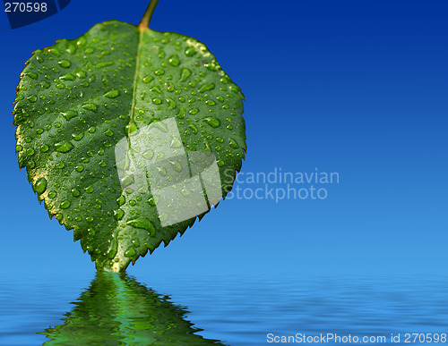 Image of Leaf and reflection