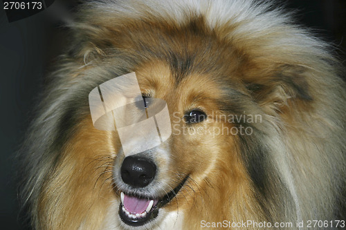 Image of Collie