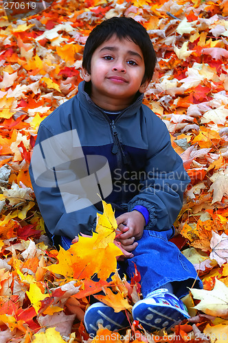 Image of Fallen Leaves