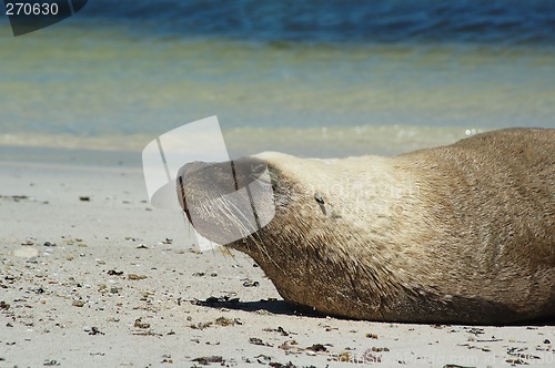 Image of Sunbaking