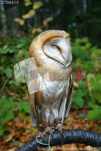 Image of Owl on a branch