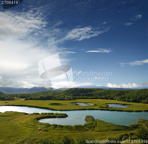 Image of Sheep grazing