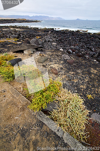 Image of flower branch   in  lanzarote spain musk  rock stone sky     sum