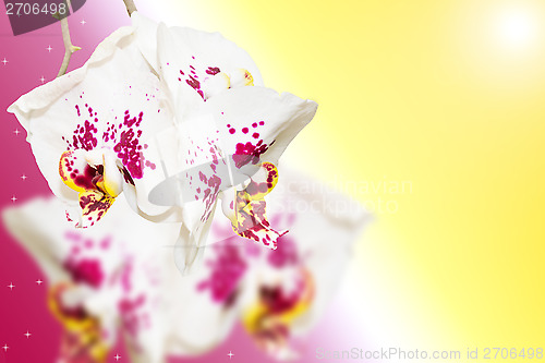 Image of Purple white spotted orchid flowers on gradient