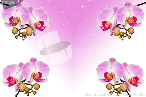 Image of Branches of beautiful violet orchids on gradient
