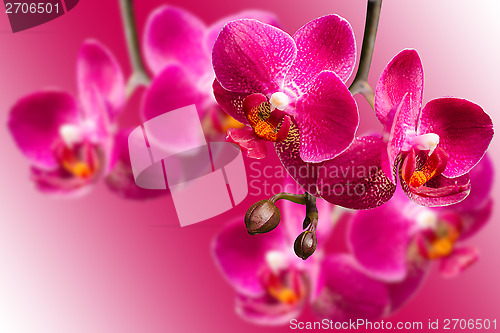 Image of Dark purple orchids on blurred gradient background