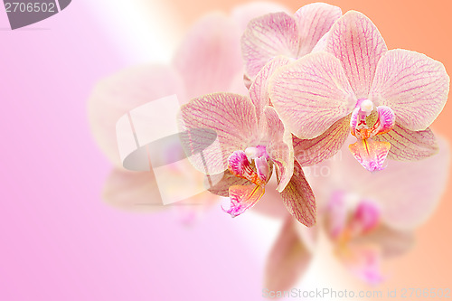 Image of Delicate pink orchid flowers on blurred gradient background