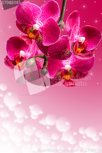 Image of Dark purple orchid flowers on blurred gradient
