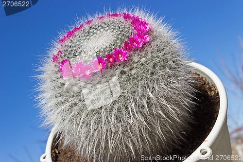 Image of Mammillaria cactus on sky background