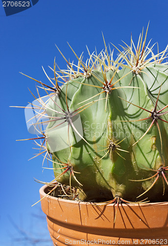 Image of Cactus Astrophytum on sky background