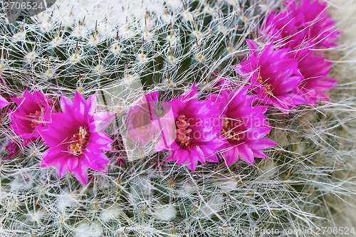 Image of Flowering Mammillaria