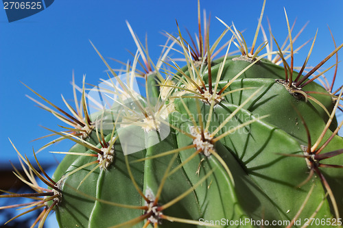 Image of Cactus Astrophytum on sky background