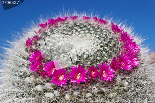 Image of Blooming cactus Mammillaria on blue sky background