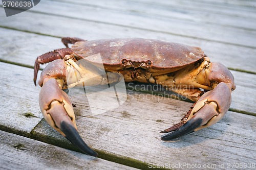 Image of Crab on the weathered wooden terrace