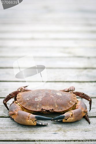 Image of Crab on the weathered wooden terrace