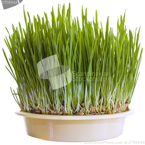 Image of Green Wheat Cutout