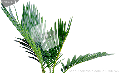 Image of Green Pal Leafs