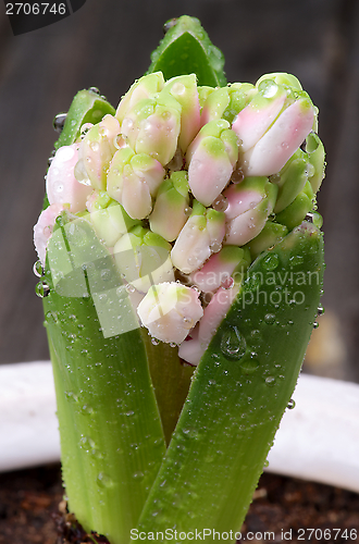 Image of Pink Hyacinth