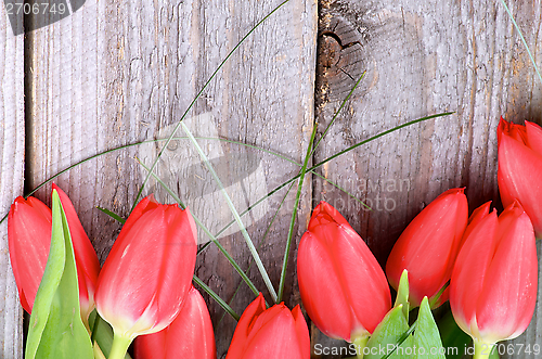 Image of Red Tulips