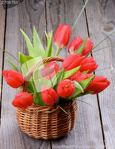 Image of Spring Tulips